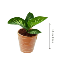 Dieffenbachia Seguine indoor herbal plant with large green and white patterned leaves – air purifying home decor plant by Vanupvan”