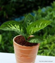 Dieffenbachia Seguine indoor herbal plant with large green and white patterned leaves – air purifying home decor plant by Vanupvan”