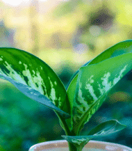 Dieffenbachia Seguine indoor herbal plant with large green and white patterned leaves – air purifying home decor plant by Vanupvan”