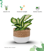 Dieffenbachia Seguine indoor herbal plant with large green and white patterned leaves – air purifying home decor plant by Vanupvan”