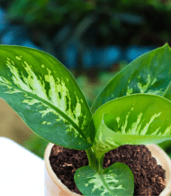 Dieffenbachia Seguine indoor herbal plant with large green and white patterned leaves – air purifying home decor plant by Vanupvan”