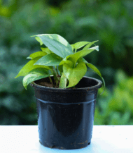 "Money Plant with green heart-shaped leaves – lucky indoor air-purifying climber plant without pot"