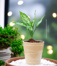 Aglaonema indoor plant with vibrant pink and green leaves – low maintenance air-purifying plant for home and office décor