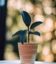 Healthy Rubber Plant (Ficus Elastica) in a ceramic pot with broad dark green leaves – perfect indoor plant for home decor and air purification"
