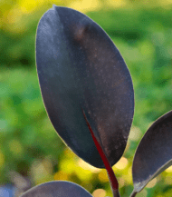 Healthy Rubber Plant (Ficus Elastica) in a ceramic pot with broad dark green leaves – perfect indoor plant for home decor and air purification"