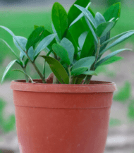 Green ZZ Plant (Zamioculcas zamiifolia) with shiny oval leaves – low maintenance air-purifying indoor plant ideal for modern homes and offices