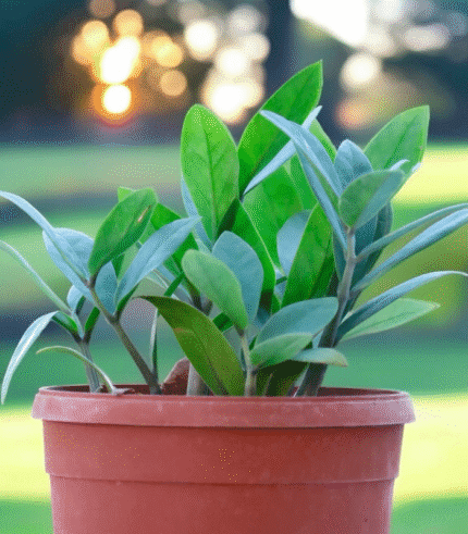 Green ZZ Plant (Zamioculcas zamiifolia) with shiny oval leaves – low maintenance air-purifying indoor plant ideal for modern homes and offices