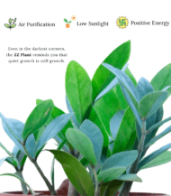 Green ZZ Plant (Zamioculcas zamiifolia) with shiny oval leaves – low maintenance air-purifying indoor plant ideal for modern homes and offices