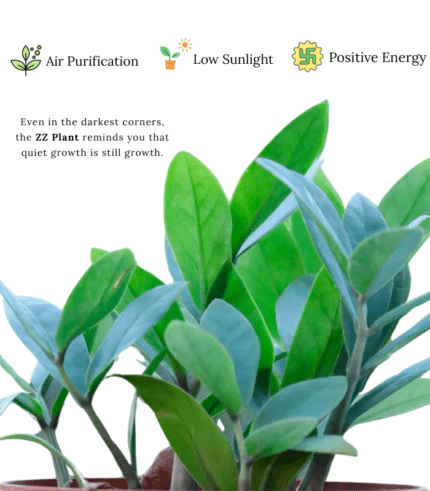Green ZZ Plant (Zamioculcas zamiifolia) with shiny oval leaves – low maintenance air-purifying indoor plant ideal for modern homes and offices