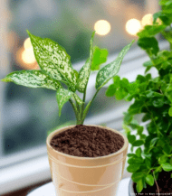 Aglaonema indoor plant with vibrant pink and green leaves – low maintenance air-purifying plant for home and office décor