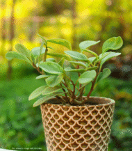 Peperomia Obtusifolia with glossy green leaves – compact indoor plant ideal for tabletops and small spaces