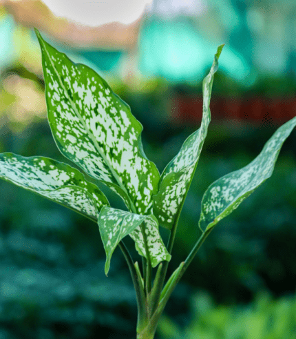 Aglaonema indoor plant with vibrant pink and green leaves – low maintenance air-purifying plant for home and office décor