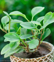 Peperomia Obtusifolia (Baby Rubber plant) - Image 2