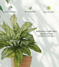 Aglaonema indoor plant with vibrant pink and green leaves – low maintenance air-purifying plant for home and office décor