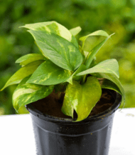 "Money Plant with green heart-shaped leaves – lucky indoor air-purifying climber plant without pot"