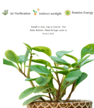 Peperomia Obtusifolia with glossy green leaves – compact indoor plant ideal for tabletops and small spaces