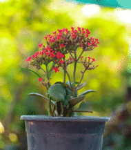 Kalanchoe Blossfeldiana with vibrant flowers and thick green leaves – indoor flowering succulent