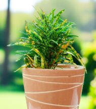 Gold Dust Croton plant with vibrant green leaves and yellow speckles, placed in loose soil without a pot, perfect for indoor decoration and air purification – Vanupvan