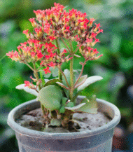Kalanchoe Blossfeldiana with vibrant flowers and thick green leaves – indoor flowering succulent
