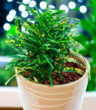 Gold Dust Croton plant with vibrant green leaves and yellow speckles, placed in loose soil without a pot, perfect for indoor decoration and air purification – Vanupvan