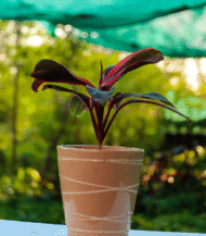 Cordyline Fruticosa Ti Plant with burgundy and pink foliage – colorful indoor plant without pot"
