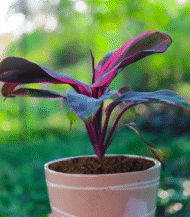 Cordyline Fruticosa Ti Plant with burgundy and pink foliage – colorful indoor plant without pot"