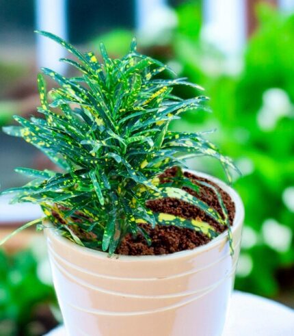 Gold Dust Croton plant with vibrant green leaves and yellow speckles, placed in loose soil without a pot, perfect for indoor decoration and air purification – Vanupvan