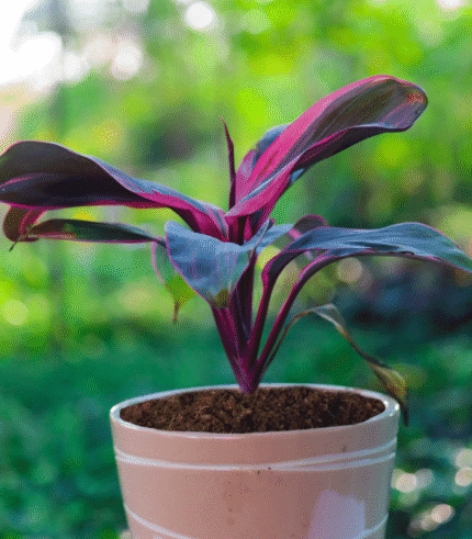 Cordyline Fruticosa Ti Plant with burgundy and pink foliage – colorful indoor plant without pot"