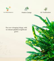 Gold Dust Croton plant with vibrant green leaves and yellow speckles, placed in loose soil without a pot, perfect for indoor decoration and air purification – Vanupvan