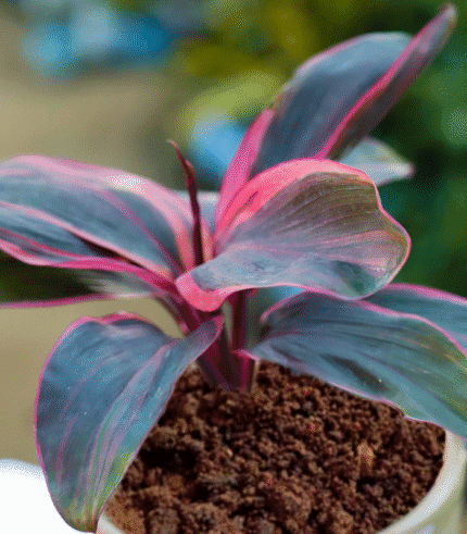 Cordyline Fruticosa Ti Plant with burgundy and pink foliage – colorful indoor plant without pot"