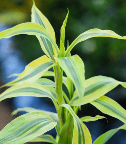 Dracaena Fragrans Lemon Lime with striped green and lime-colored leaves – vibrant indoor plant for home and office deco