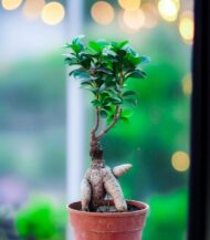 Ficus Ginseng Bonsai plant with thick artistic roots and glossy green leaves, placed in a simple brown plastic pot – perfect for indoor décor, gifting, and air purification – Vanupvan