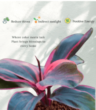 Cordyline Fruticosa Ti Plant with burgundy and pink foliage – colorful indoor plant without pot"