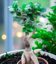 Ficus Ginseng Bonsai plant with thick artistic roots and glossy green leaves, placed in a simple brown plastic pot – perfect for indoor décor, gifting, and air purification – Vanupvan