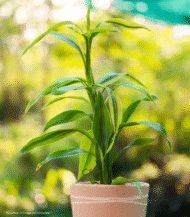 Dracaena Fragrans Lemon Lime with striped green and lime-colored leaves – vibrant indoor plant for home and office deco