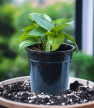"Money Plant with green heart-shaped leaves – lucky indoor air-purifying climber plant without pot"