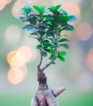 Ficus Ginseng Bonsai plant with thick artistic roots and glossy green leaves, placed in a simple brown plastic pot – perfect for indoor décor, gifting, and air purification – Vanupvan