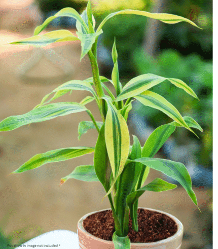 Dracaena Fragrans Lemon Lime with striped green and lime-colored leaves – vibrant indoor plant for home and office deco