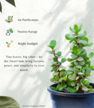 Dwarf Jade Plant (Portulacaria afra) with round fleshy green leaves and reddish stems – low-maintenance indoor succulent for home and office"