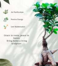 Ficus Ginseng Bonsai plant with thick artistic roots and glossy green leaves, placed in a simple brown plastic pot – perfect for indoor décor, gifting, and air purification – Vanupvan