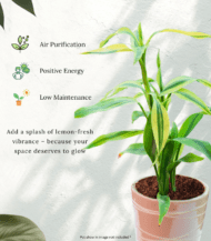 Dracaena Fragrans Lemon Lime with striped green and lime-colored leaves – vibrant indoor plant for home and office deco