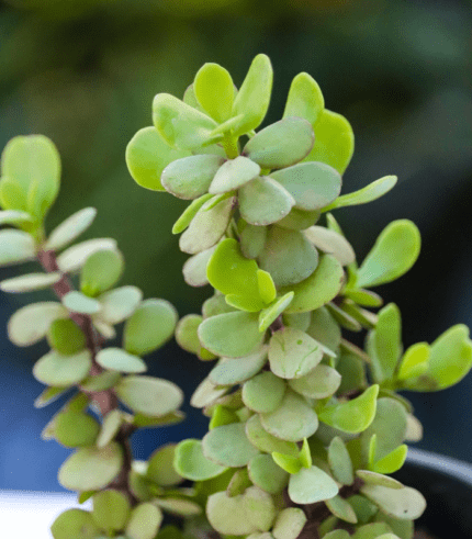 Dwarf Jade Plant (Portulacaria afra) with round fleshy green leaves and reddish stems – low-maintenance indoor succulent for home and office"