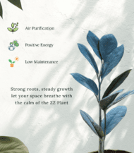 ZZ Plant in plastic nursery pot with glossy dark green leaves – low maintenance air-purifying indoor plant"