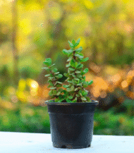 Dwarf Jade Plant (Portulacaria afra) with round fleshy green leaves and reddish stems – low-maintenance indoor succulent for home and office"