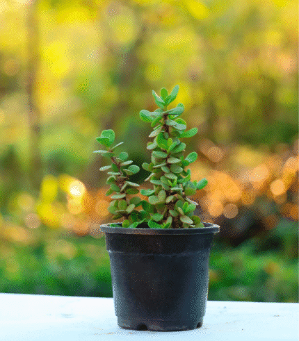 Dwarf Jade Plant (Portulacaria afra) with round fleshy green leaves and reddish stems – low-maintenance indoor succulent for home and office"