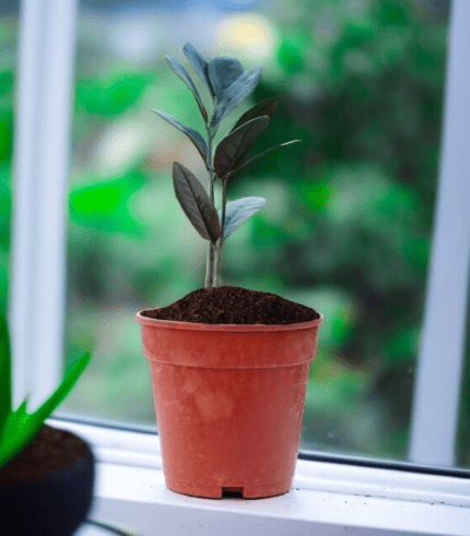 ZZ Plant in plastic nursery pot with glossy dark green leaves – low maintenance air-purifying indoor plant"