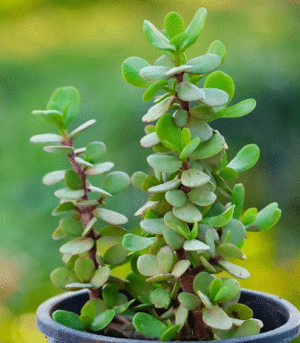 Dwarf Jade Plant (Portulacaria afra) with round fleshy green leaves and reddish stems – low-maintenance indoor succulent for home and office"
