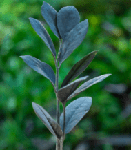 ZZ Plant in plastic nursery pot with glossy dark green leaves – low maintenance air-purifying indoor plant"