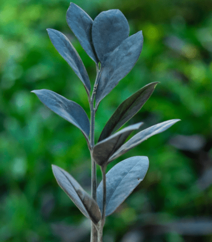 ZZ Plant in plastic nursery pot with glossy dark green leaves – low maintenance air-purifying indoor plant"