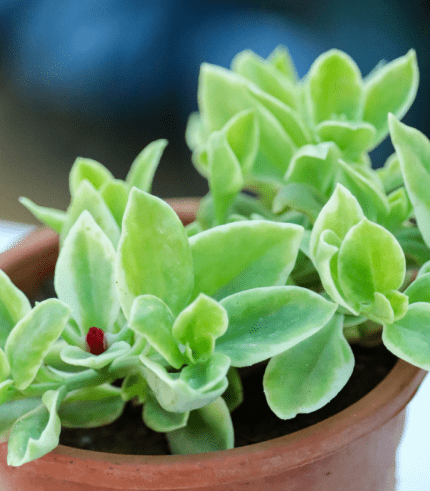 Aptenia Cordifolia trailing succulent with heart-shaped green leaves – perfect sun-loving plant for hanging baskets and outdoor decor